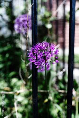Purple Flower in the Garden