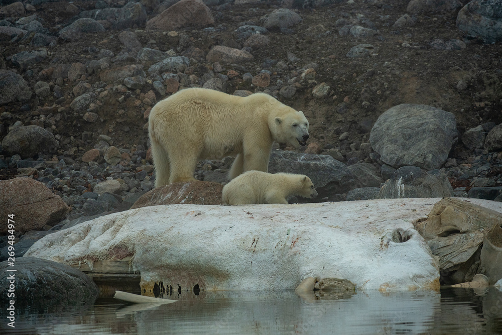 Polar bear mother & cub on sperm whale
