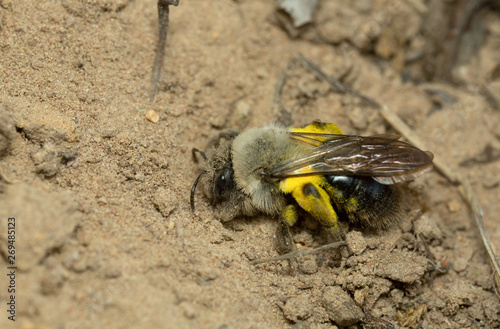 Grey-backed mining bee, Andrema vaga digging in sand