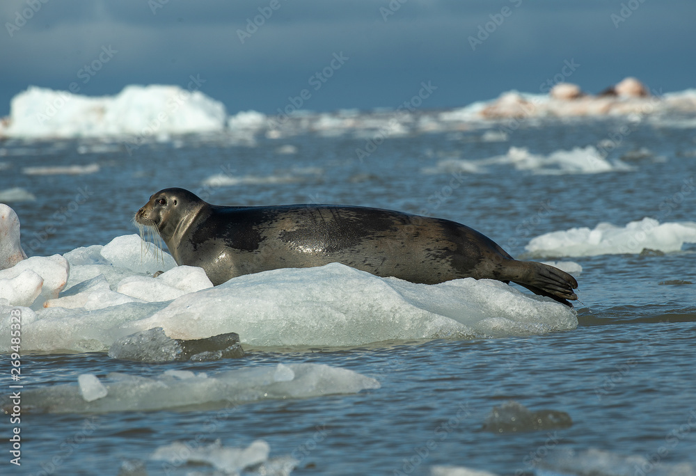 Naklejka premium Bearded seal on ice watching you