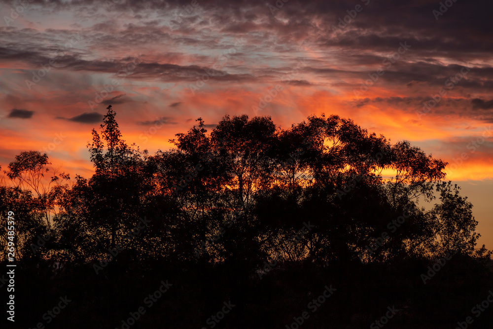 Red vibrant sunset with Eucalyptus trees in the foreground.