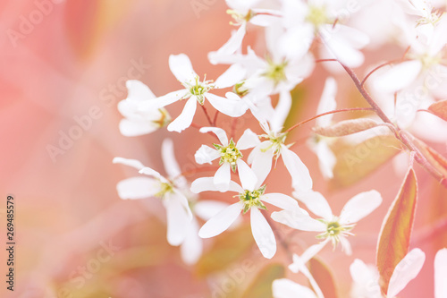 Beautiful macro of white small wild flowers on tree bush branches against red pink background. Pale light faded pastel tones. Amazing spring nature. Natural floral background copyspace.