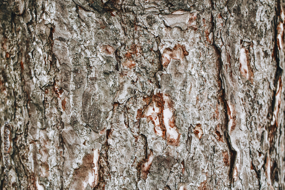 Closeup macro detail of old aged beautiful oak maple tree bark barque. Natural wooden textured abstract tree background unusual pattern shape with cracks, checks, holes and curvy lines. Closeup macro detail of old aged beautiful oak maple tree bark barque. Natural wooden textured abstract tree background unusual pattern shape with cracks, checks, holes and curvy lines.