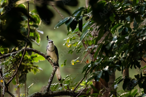 White-throated Magpie-Jay, Zacapa, Guatemala photo