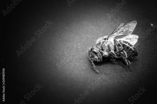 Macro image of a dead bee on a leaf of a declining beehive  plagued by the collapse of collapse and other diseases  use of pesticides in the environment and flowers.