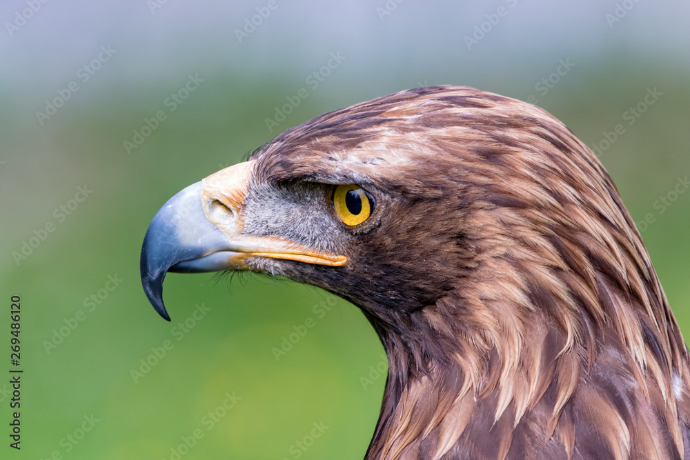 portrait of an eagle