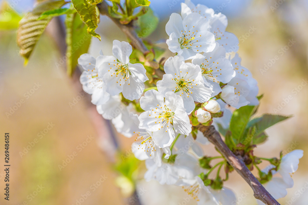 Obraz premium Spring outdoors, blooming white cherry flowers
