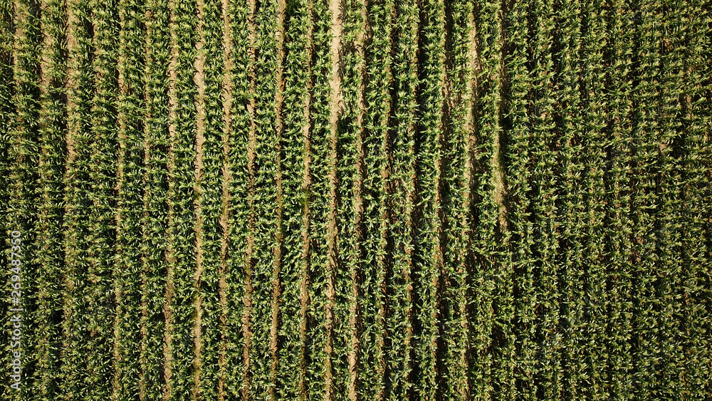 top drone view of corn field in malaysia