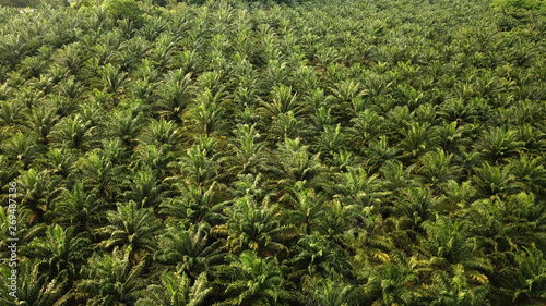 aerial view of palm plantation at malaysia