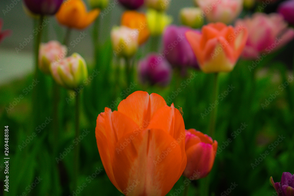 Multicolored tulips in the park, on the lawn. Symbol of love and theft. According to Feng Shui, tulips symbolize the beginning, the birth of something new. Incredibly beautiful flowers! A stunning pal Multicolored tulips in the park, on the lawn. Symbol of love and theft. According to Feng Shui, tulips symbolize the beginning, the birth of something new. Incredibly beautiful flowers! A stunning pal