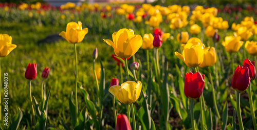 Multicolored tulips in the park  on the lawn. Symbol of love and theft. According to Feng Shui  tulips symbolize the beginning  the birth of something new. Incredibly beautiful flowers  A stunning pal