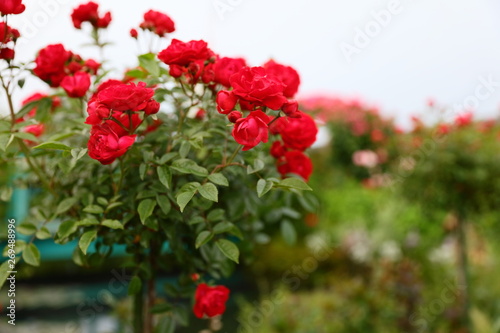 赤いバラの木 ヨコ