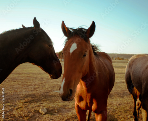 horse in field sun blue natural caballo