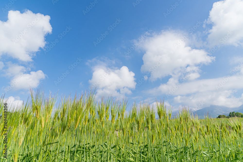 麦の畑
