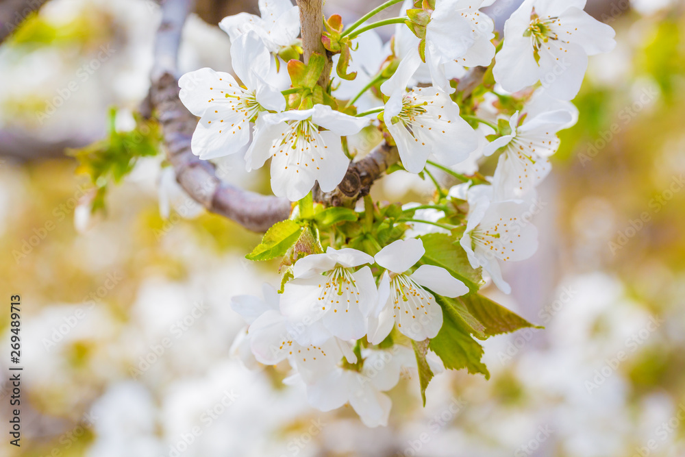 Spring outdoors, blooming white cherry flowers