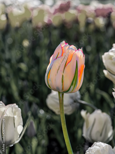 Akebono tulips on black and white background photo