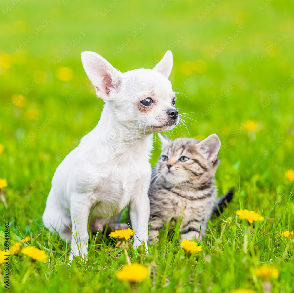 Сhihuahua puppy and a kitten on green grass