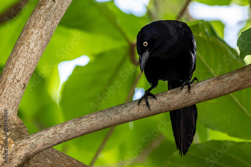 The adult male Greater Antillean Grackle (Quiscalus Niger), a glossy black bird with a large tail and yellow irises. It eats anything that can fit in its mouth - fruits, bread, plant matter.