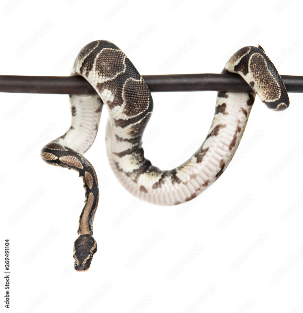 Naklejka premium Royal Python, or Ball Python (Python regius) on a dry stick. isolated on white background