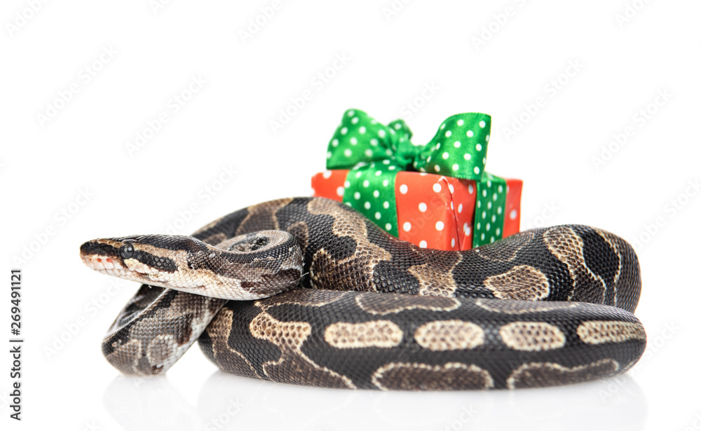 Fototapeta premium Snake with gift box. isolated on white background