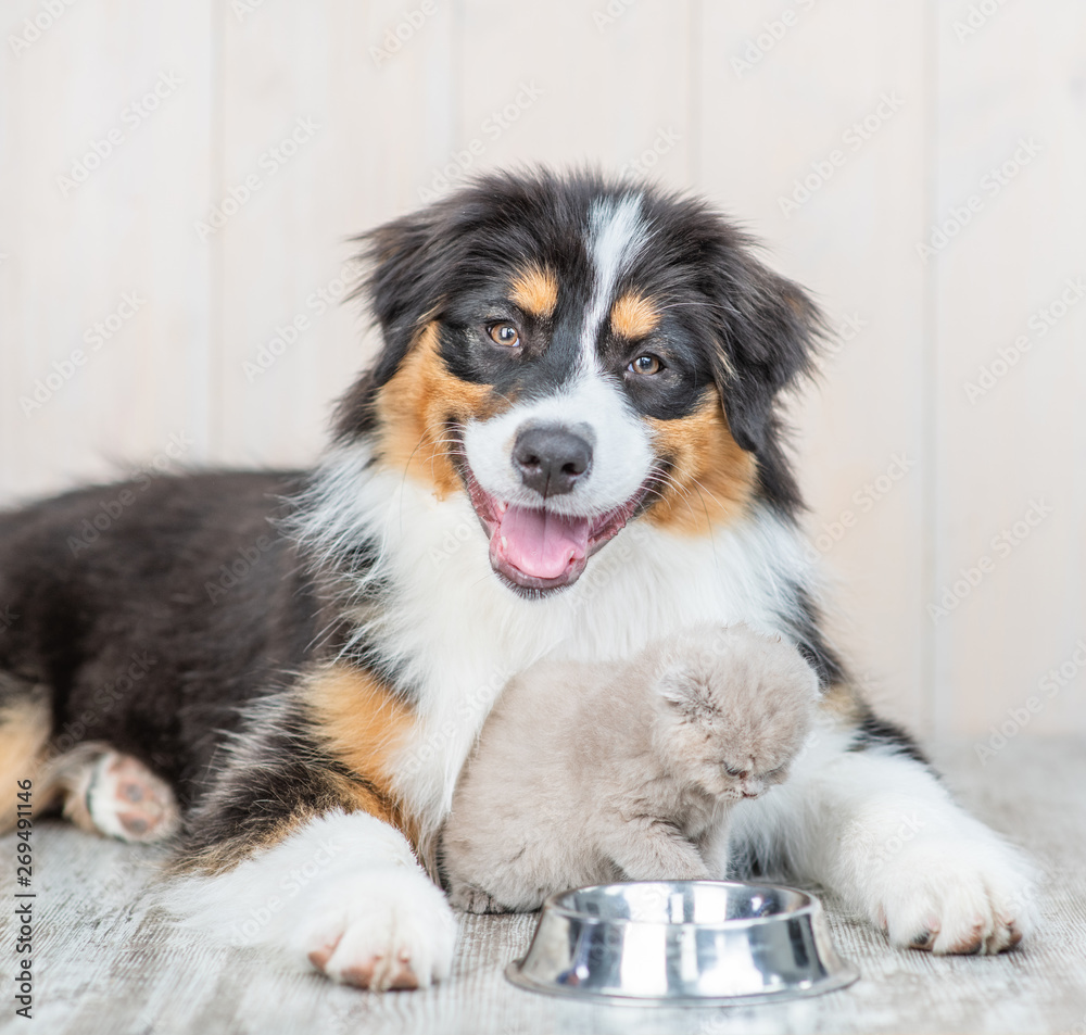 Aussie dog and kitten sitting with one bowl at home