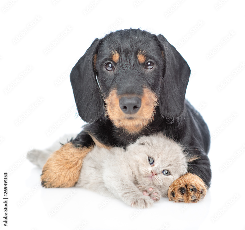 Dachshund puppy embracing funny gray kitten. Isolated on white background Dachshund puppy embracing funny gray kitten. Isolated on white background