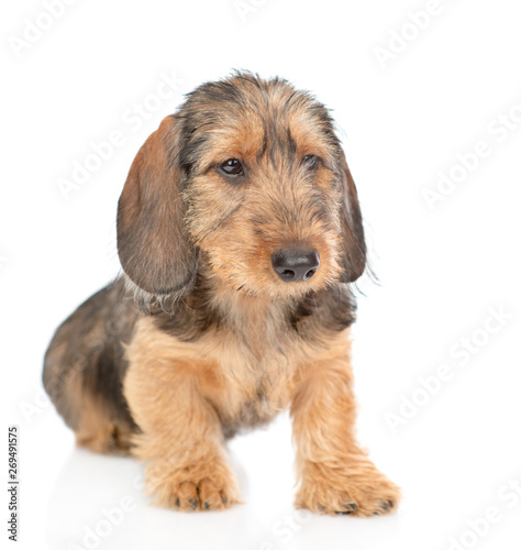 Brown wire-haired dachshund puppy. isolated on white background © Ermolaev Alexandr