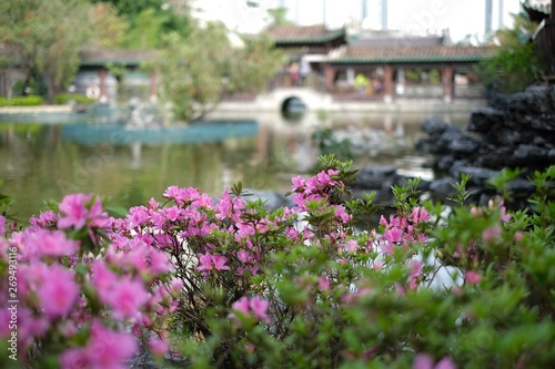 chinese garden lake and flowers 