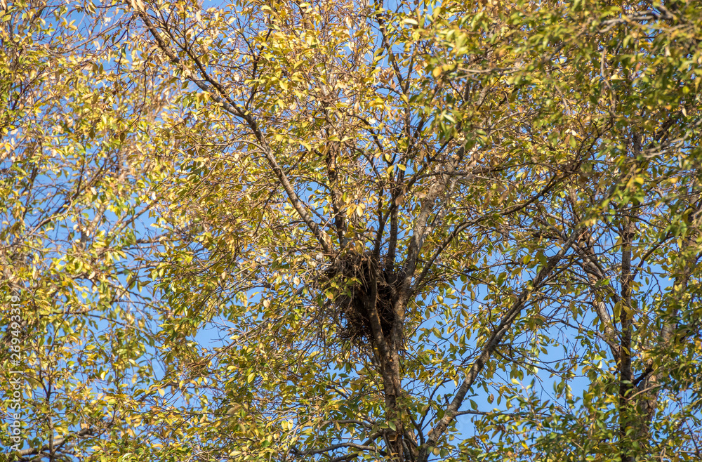 Fototapeta premium A used and abandoned old bird's nest in a tree with autumn leaves image with copy space in landscape format