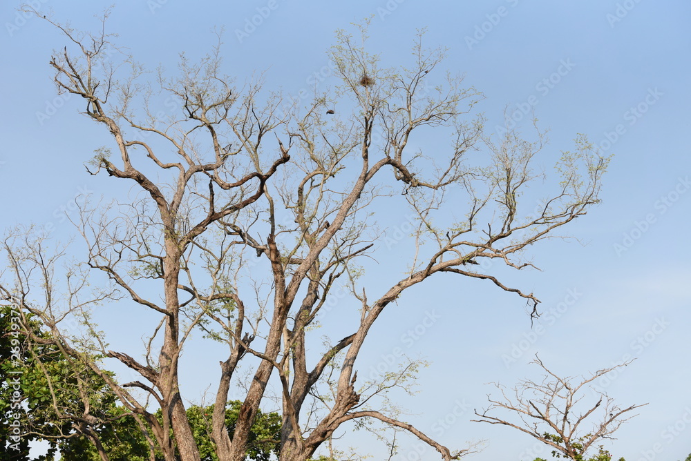 Free shape of branches in the sky Free shape of branches in the sky