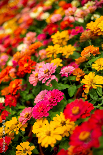 Colorful flowers © ttinu