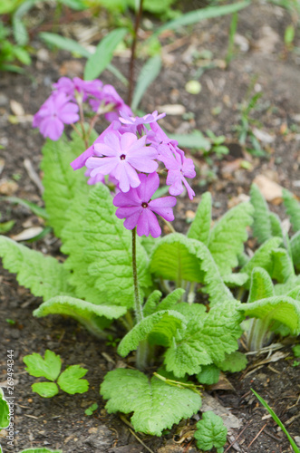 Purple Primrose Flowers (Primula cortusoides) photo