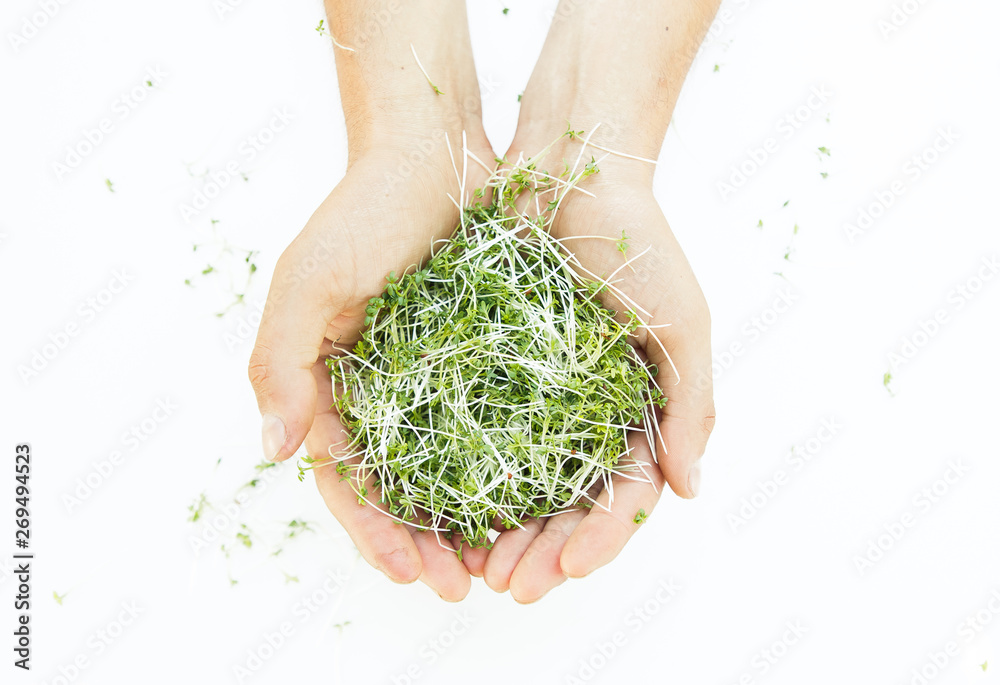 Microgreen in hands on the white background