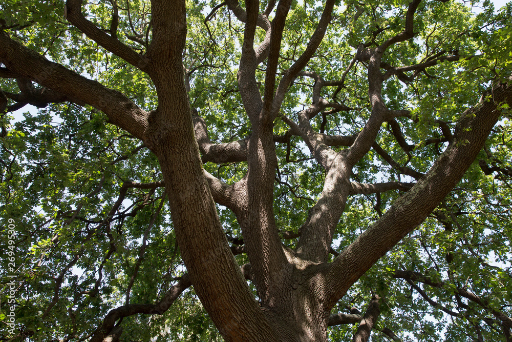 Beautiful Shady Oak Tree