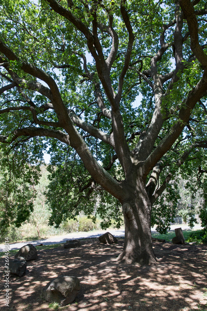 Fototapeta premium Piękny Shady Oak Tree