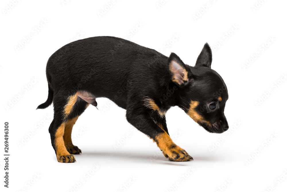 Russian toy terrier puppy isolated on a white background