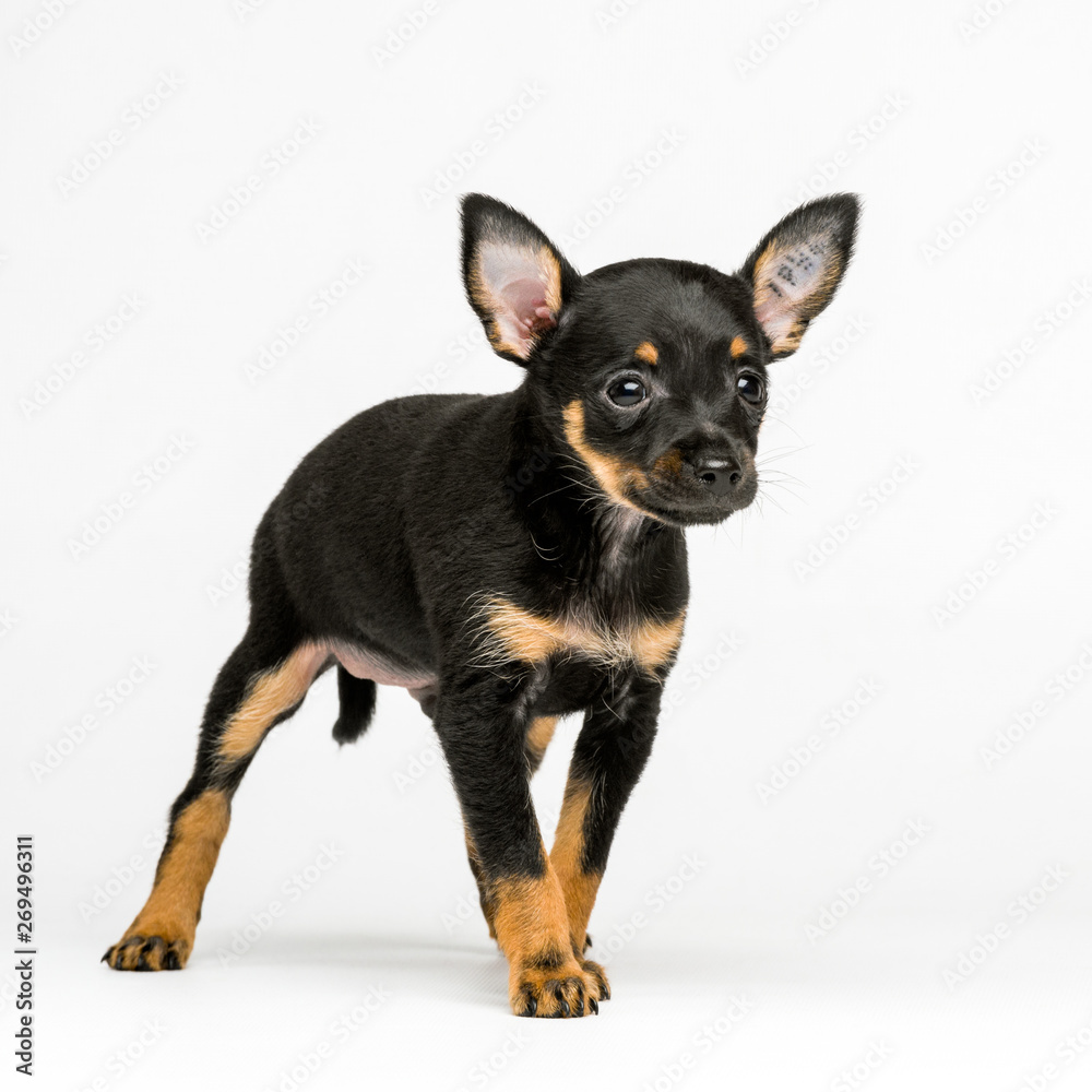 Russian toy terrier in studio on white background