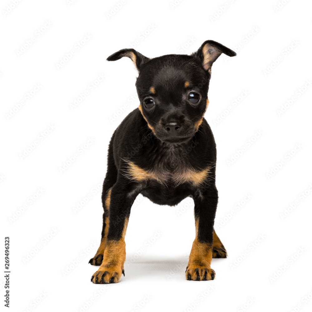 Russian toy terrier puppy isolated on a white background