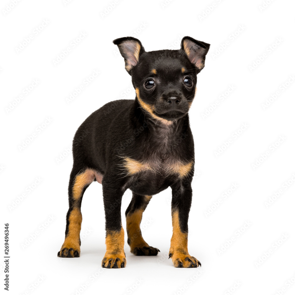 Russian toy terrier puppy isolated on a white background Russian toy terrier puppy isolated on a white background