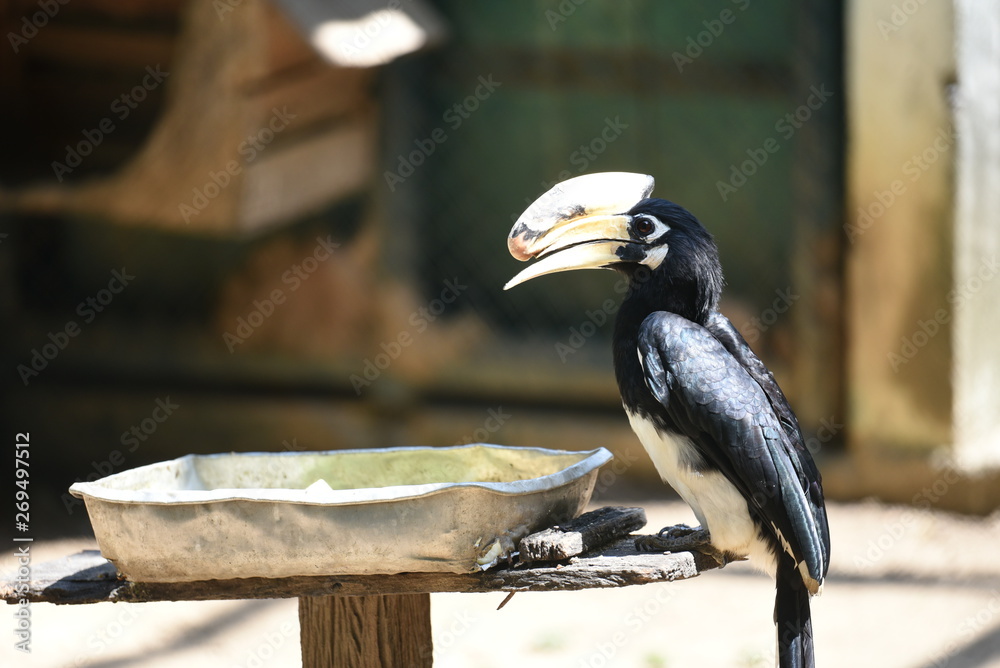 The poor hornbill in the zoo