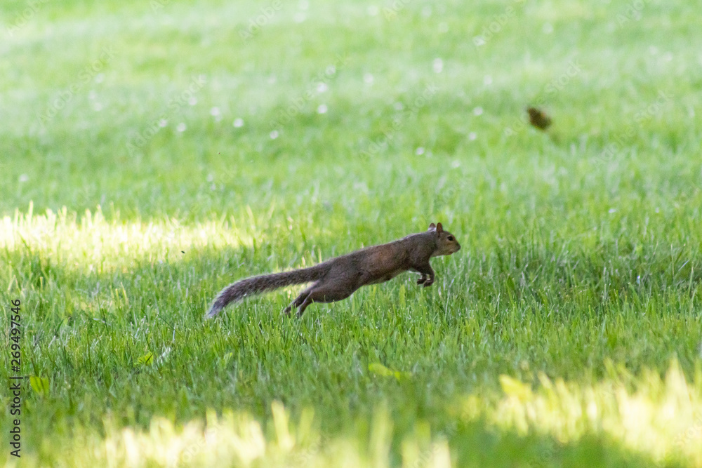 Squirrels doing their things!