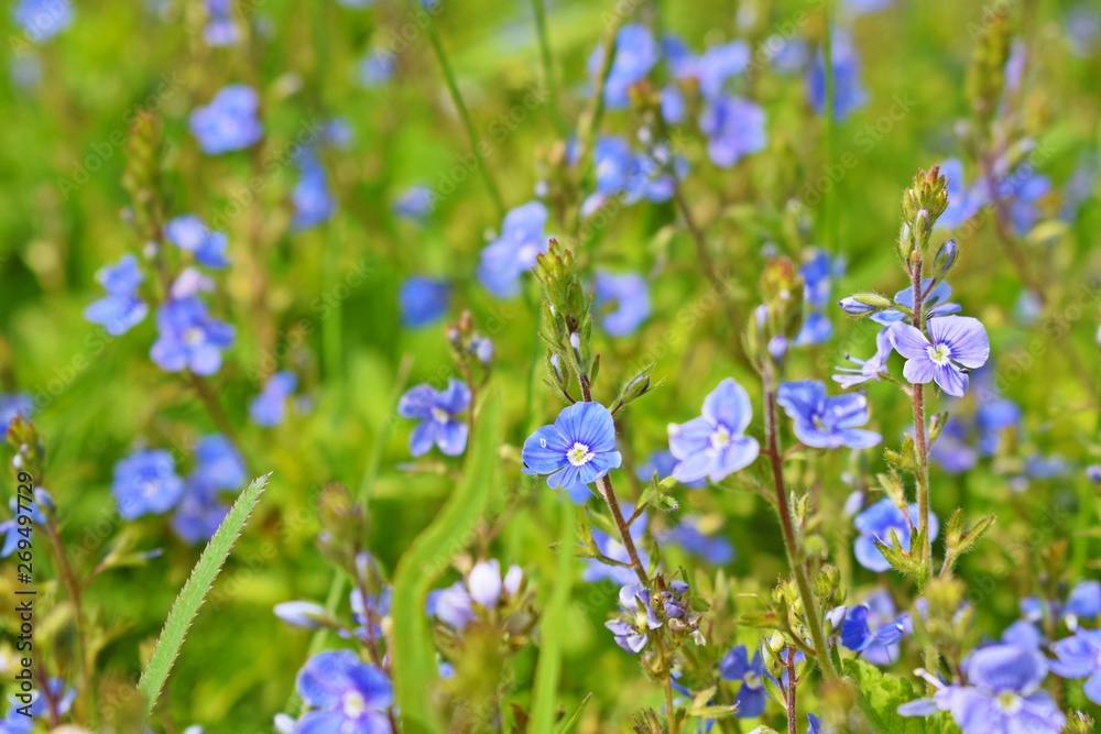 Beautiful blue forget-me-nots bloomed in the meadow.Springtime. Beautiful blue forget-me-nots bloomed in the meadow.Springtime.