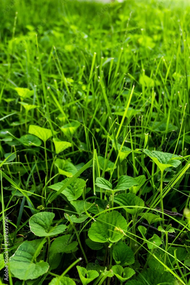 Grass and flowers and clovers Grass and flowers and clovers