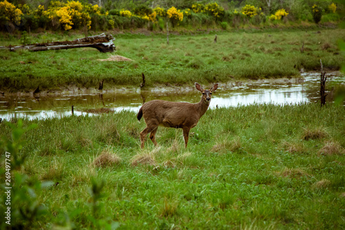 Fototapeta Naklejka Na Ścianę i Meble -  deer in a field