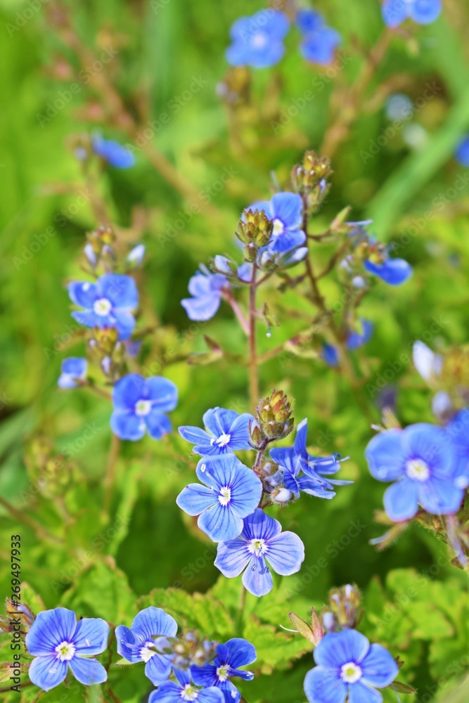 Beautiful blue forget-me-nots bloomed in the meadow.Springtime. Beautiful blue forget-me-nots bloomed in the meadow.Springtime.