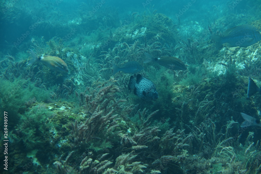 Fototapeta premium fish