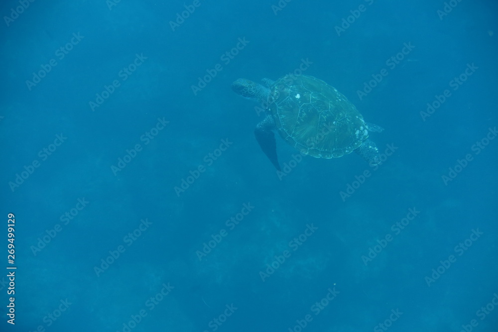 turtle turtle