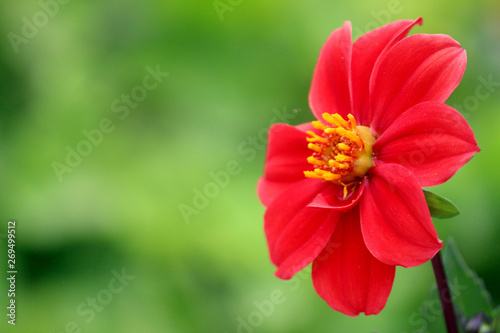 A Beautiful red flower with green background