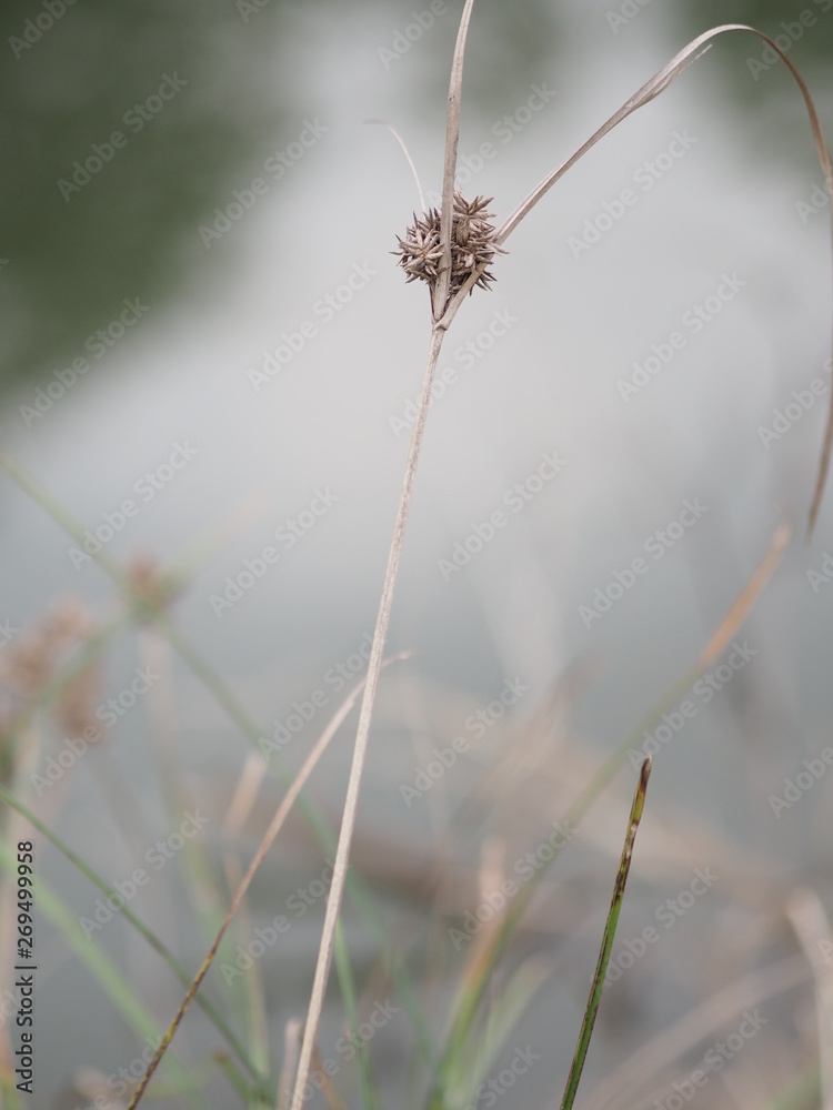 Dried grass flowers that are on the trunk Dried grass flowers that are on the trunk
