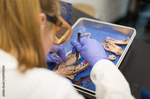 Student dissecting animal in science class